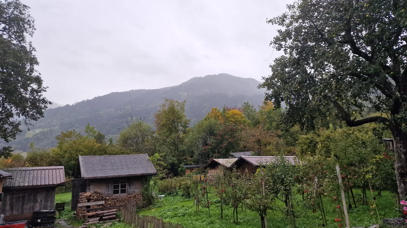 Obstgarten vor der Berglandschaft bei Vandans